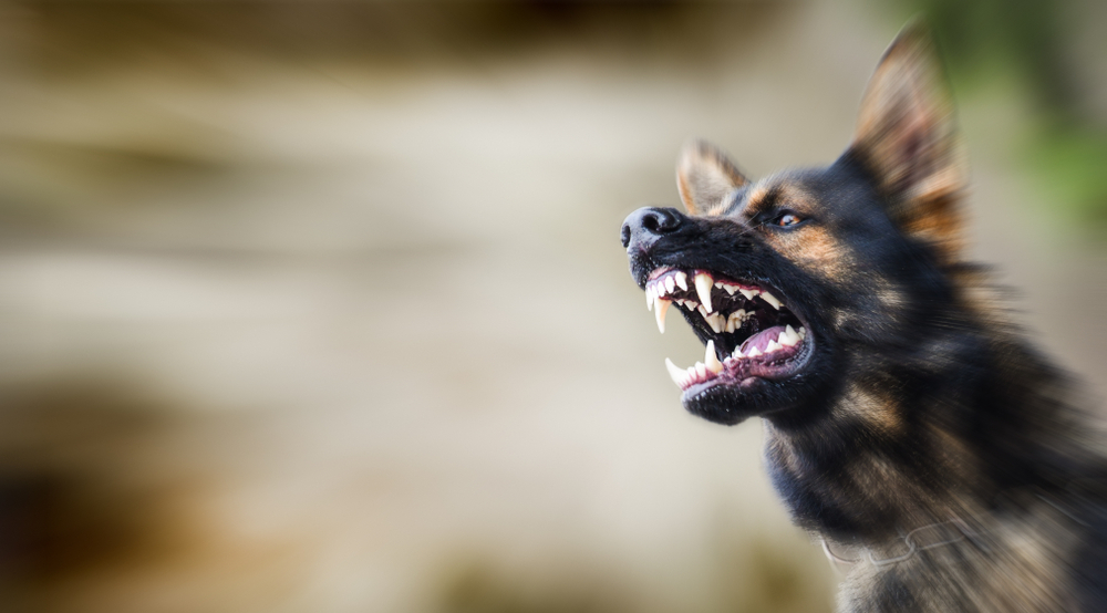 Facts about Rabies and its Precautions
