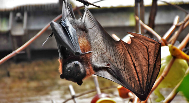 A Tale as Old as Time: Bats, Humans & Modern-Day Infectious Diseases